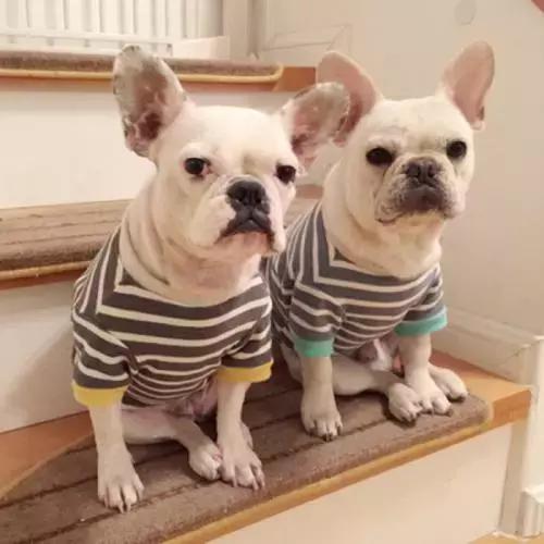 天气越来越来越冷，小法斗需要穿衣服吗