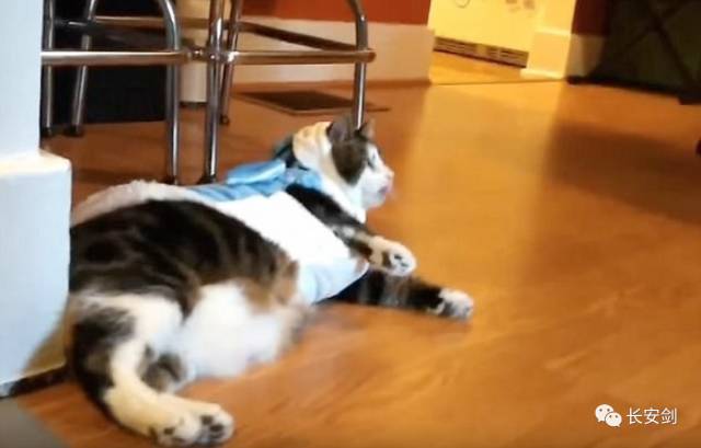 最新法治新闻3分钟,三分钟法治新闻全知道执法者