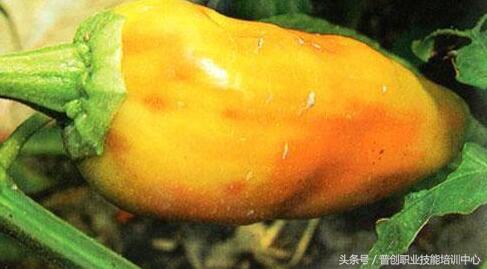 辣椒烂根腐病防治,辣椒丛枝病如何防治