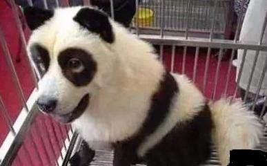 网上买的二哈是真的吗,网上500元二哈