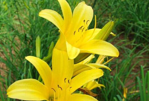 四川最具特色的美食小吃,四川土特产包含有哪些美食