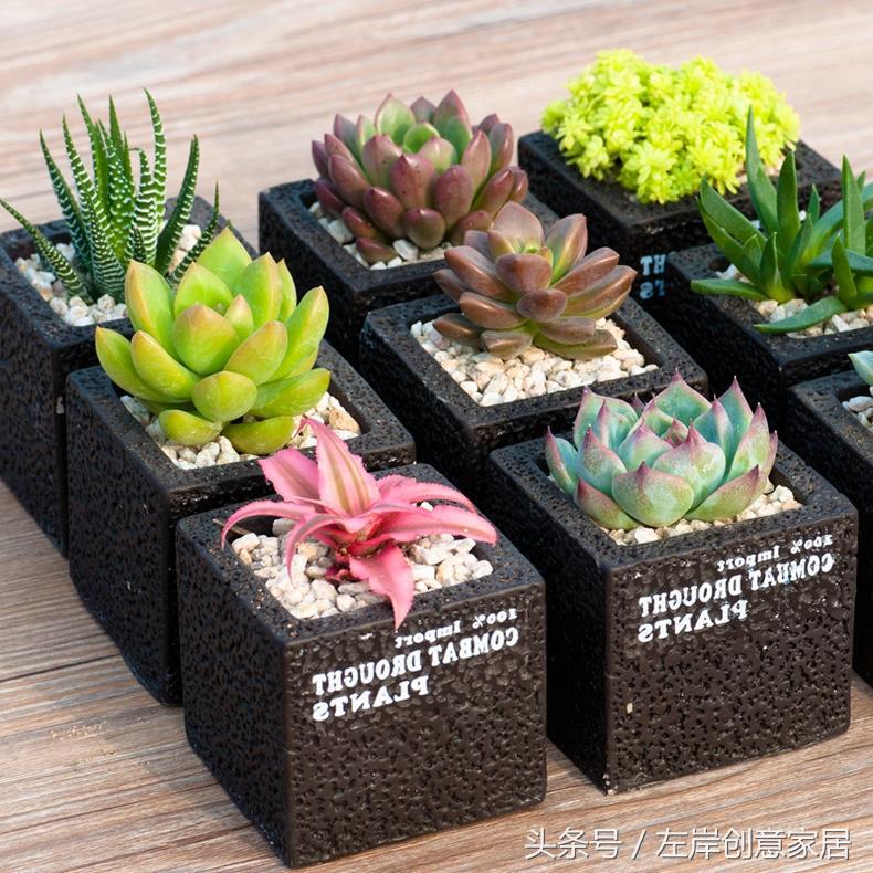 电脑旁摆放多肉植物可以“防辐射”完全是一个“传说”