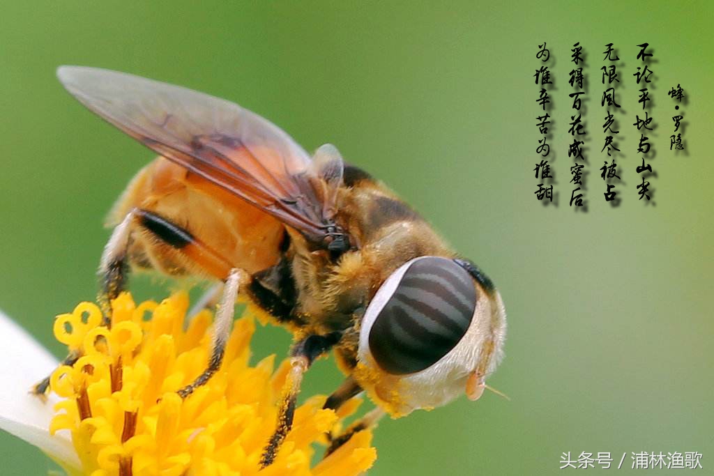 描写动物的古诗十首,十首关于动物的古诗