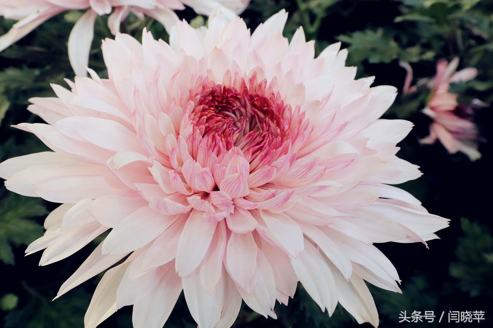 悠然菊影从何觅?南山菊姿下龙亭