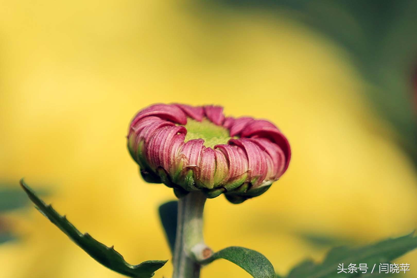 悠然菊影从何觅?南山菊姿下龙亭