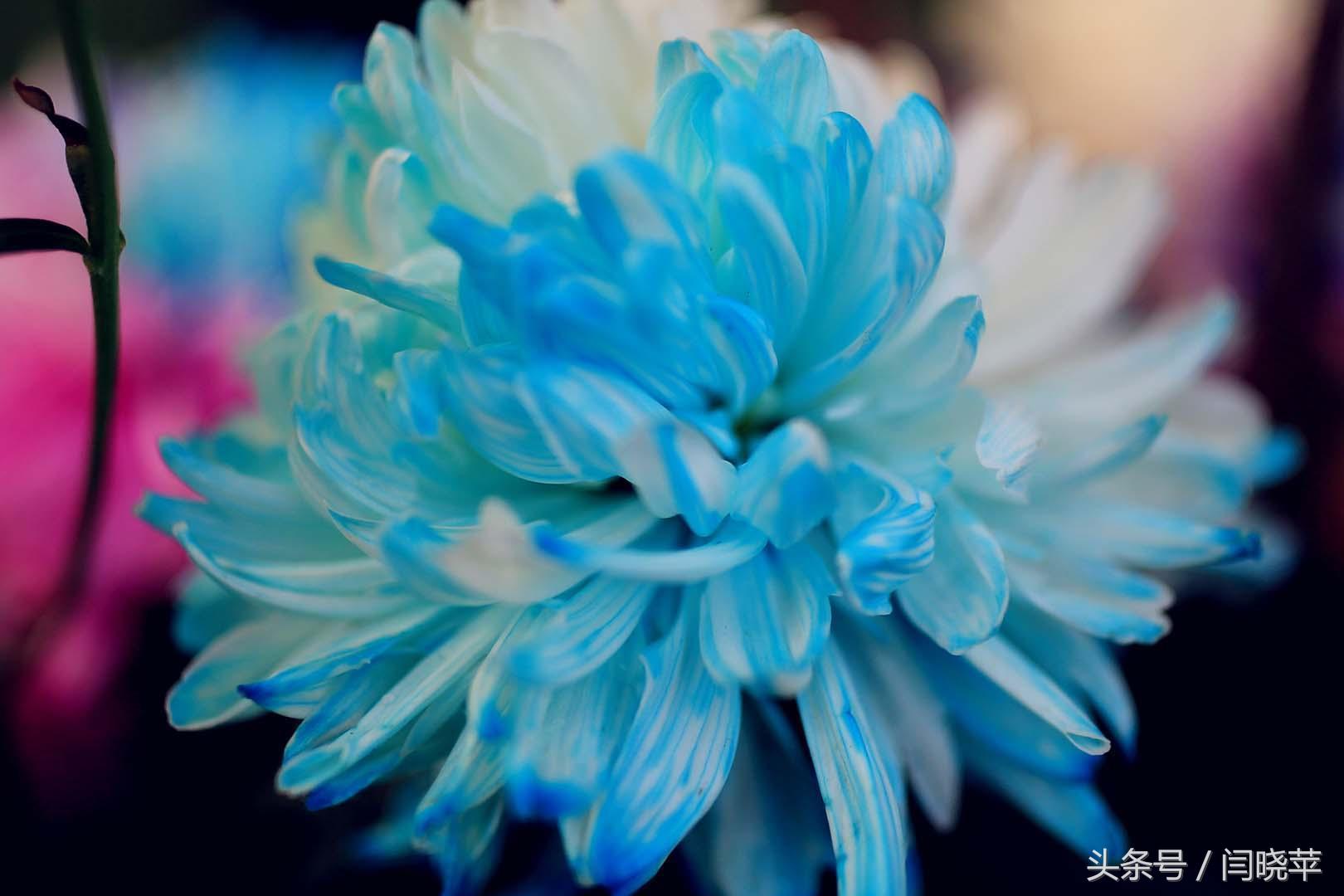 悠然菊影从何觅?南山菊姿下龙亭