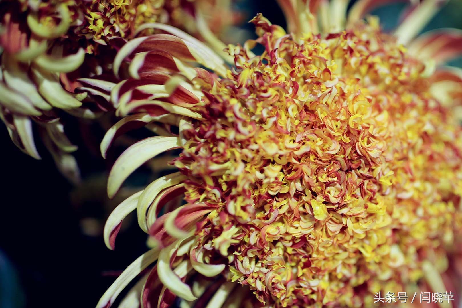 悠然菊影从何觅?南山菊姿下龙亭