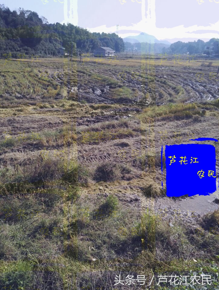 雷沃rg50超越版收割机,福田雷沃rg50超越版多少钱