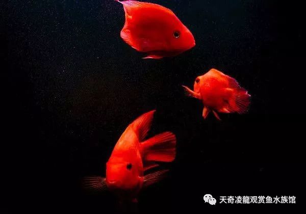 家里有绿植怎么养鹦鹉鱼,室内干净的鹦鹉鱼怎么养