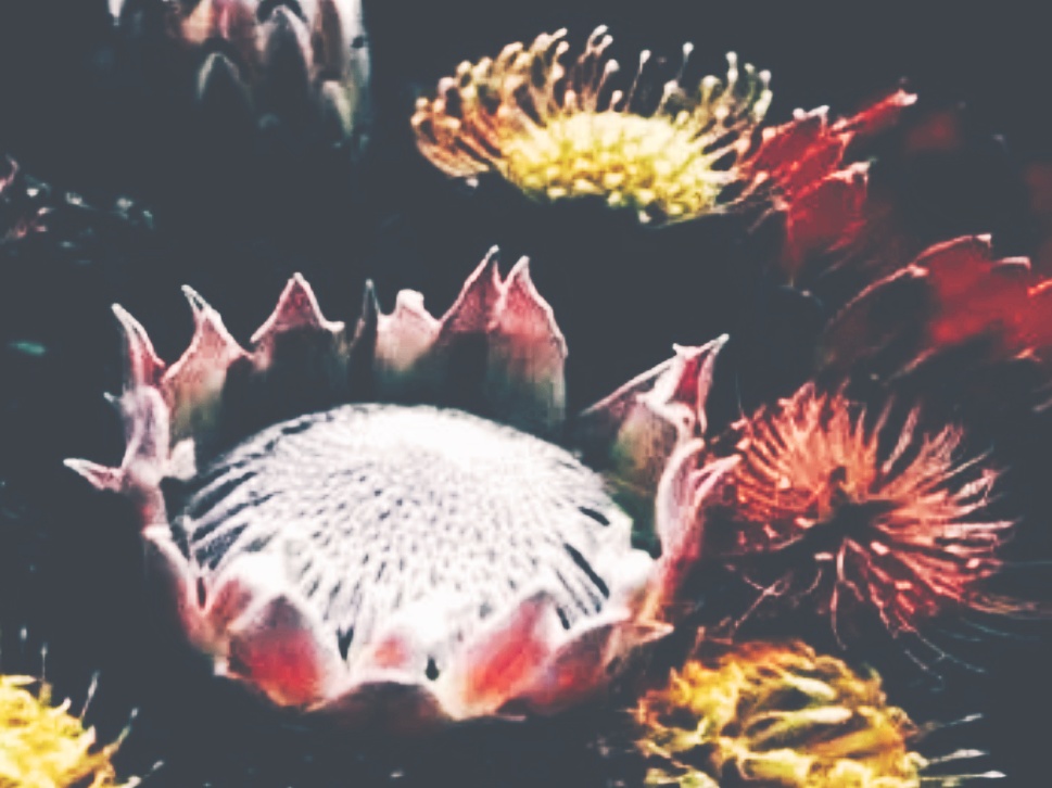 全球十大最美的国花,所有国家的国花大全