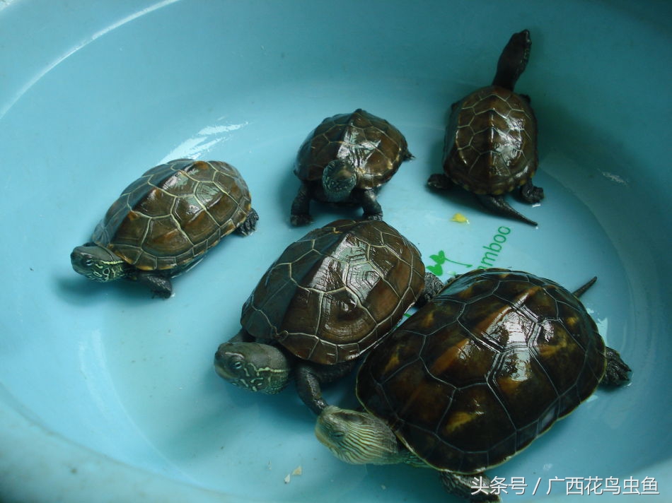 乌龟的种类及饲养方法,乌龟的饲养方法百科简介