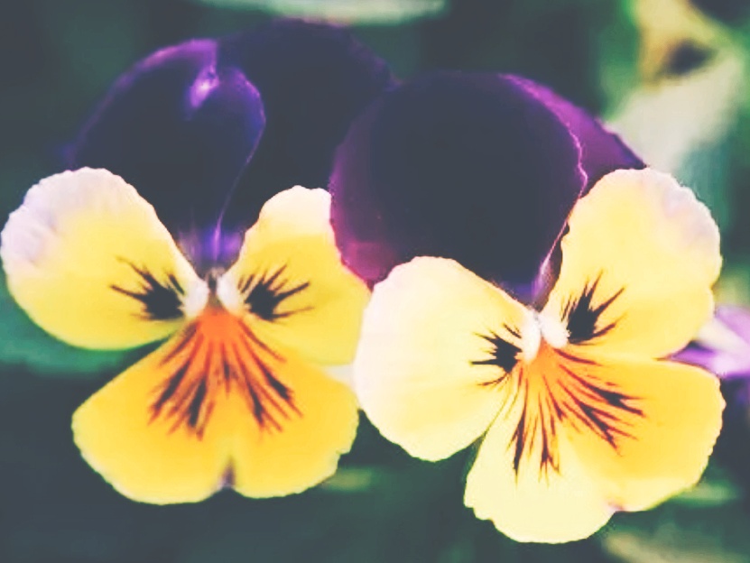 全球十大最美的国花,所有国家的国花大全