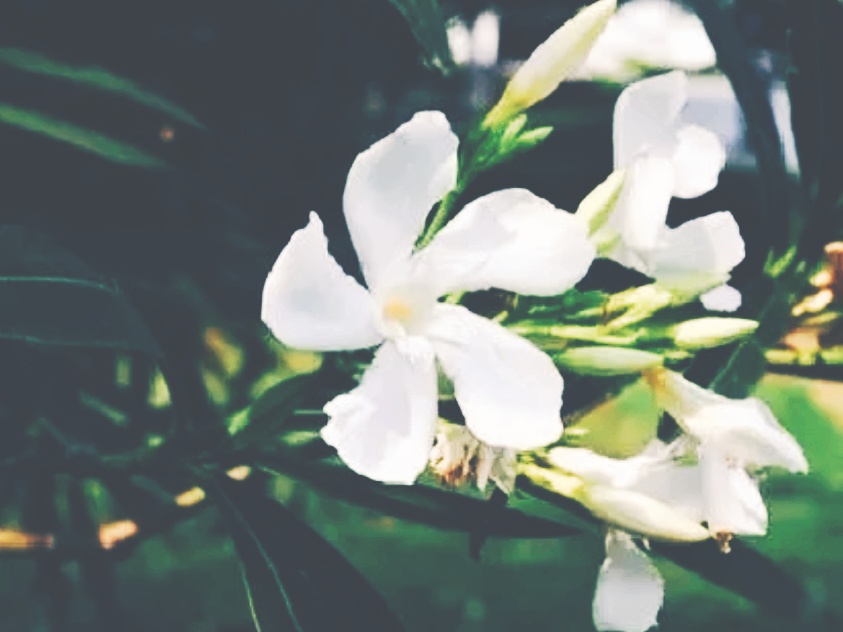 全球十大最美的国花,所有国家的国花大全