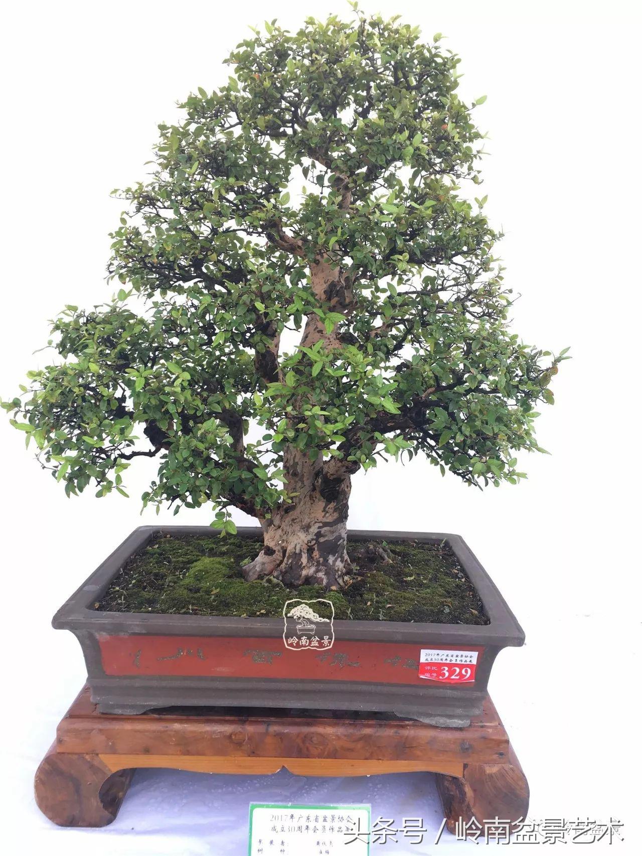 雀梅盆景价格在五千元至二万元的,经典中式庭院雀梅盆景100万以上