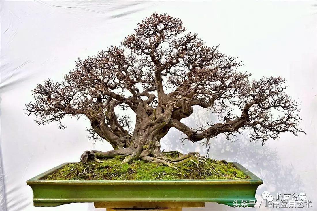 雀梅盆景价格在五千元至二万元的,经典中式庭院雀梅盆景100万以上