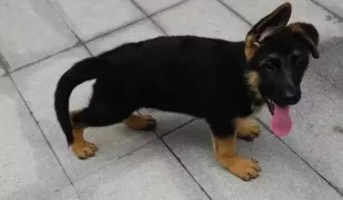 狗狗病症大全视频讲解,狗狗免疫系统疾病症状