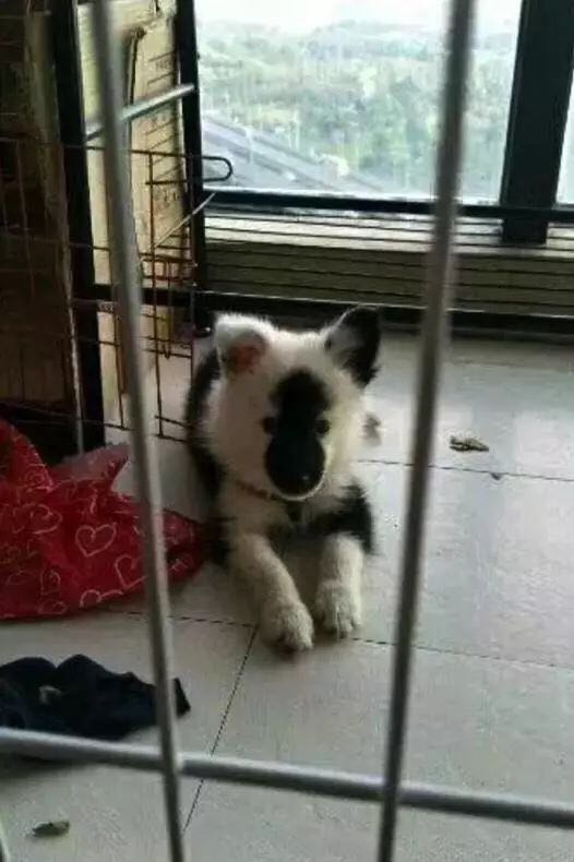 网上买的二哈是真的吗,网上500元二哈