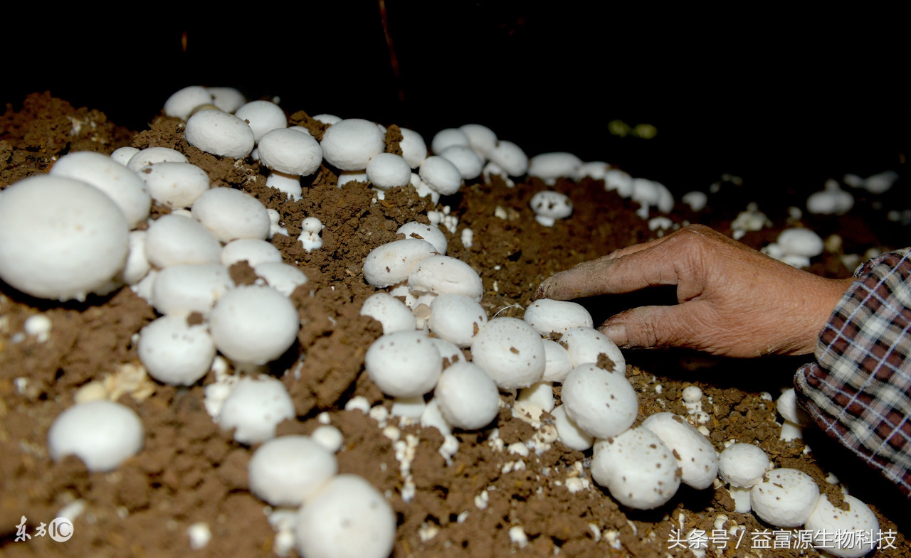 双孢菇是生料还是熟料栽培,双孢菇栽培种配方