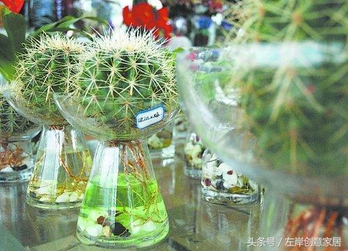 电脑旁摆放多肉植物可以“防辐射”完全是一个“传说”