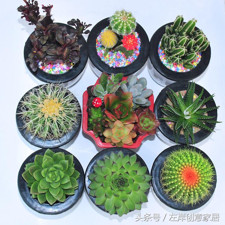 电脑旁摆放多肉植物可以“防辐射”完全是一个“传说”