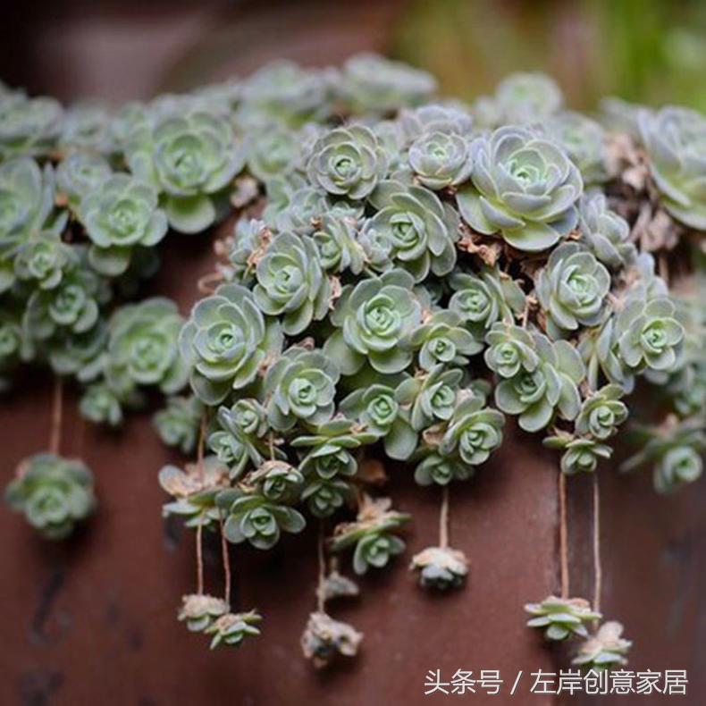 电脑旁摆放多肉植物可以“防辐射”完全是一个“传说”