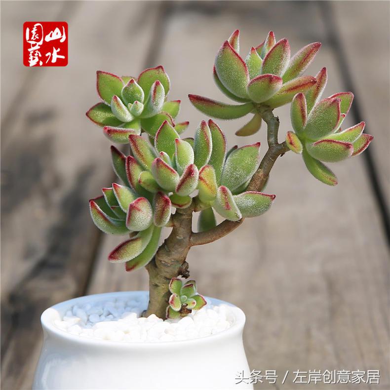 电脑旁摆放多肉植物可以“防辐射”完全是一个“传说”