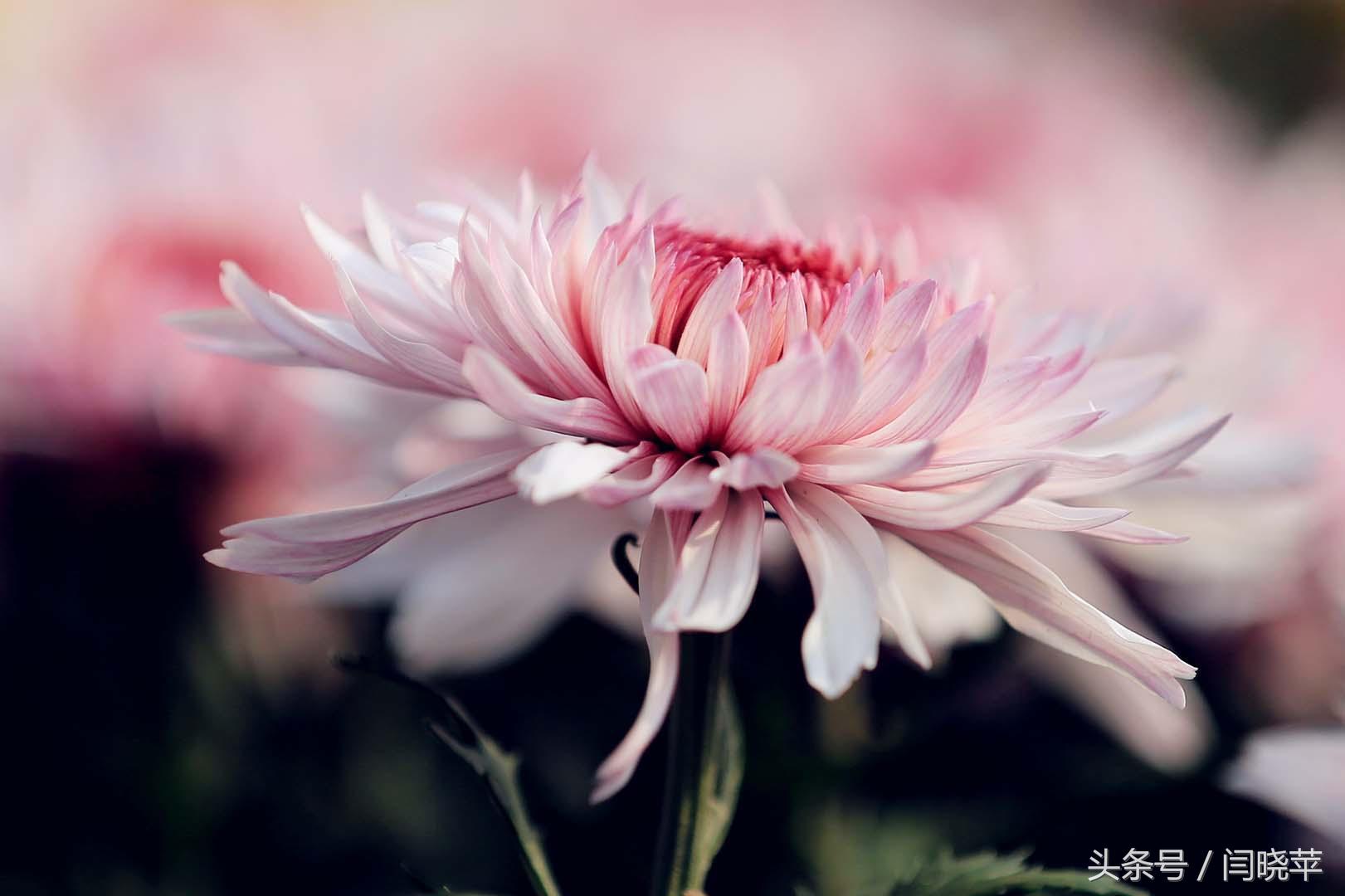 悠然菊影从何觅?南山菊姿下龙亭