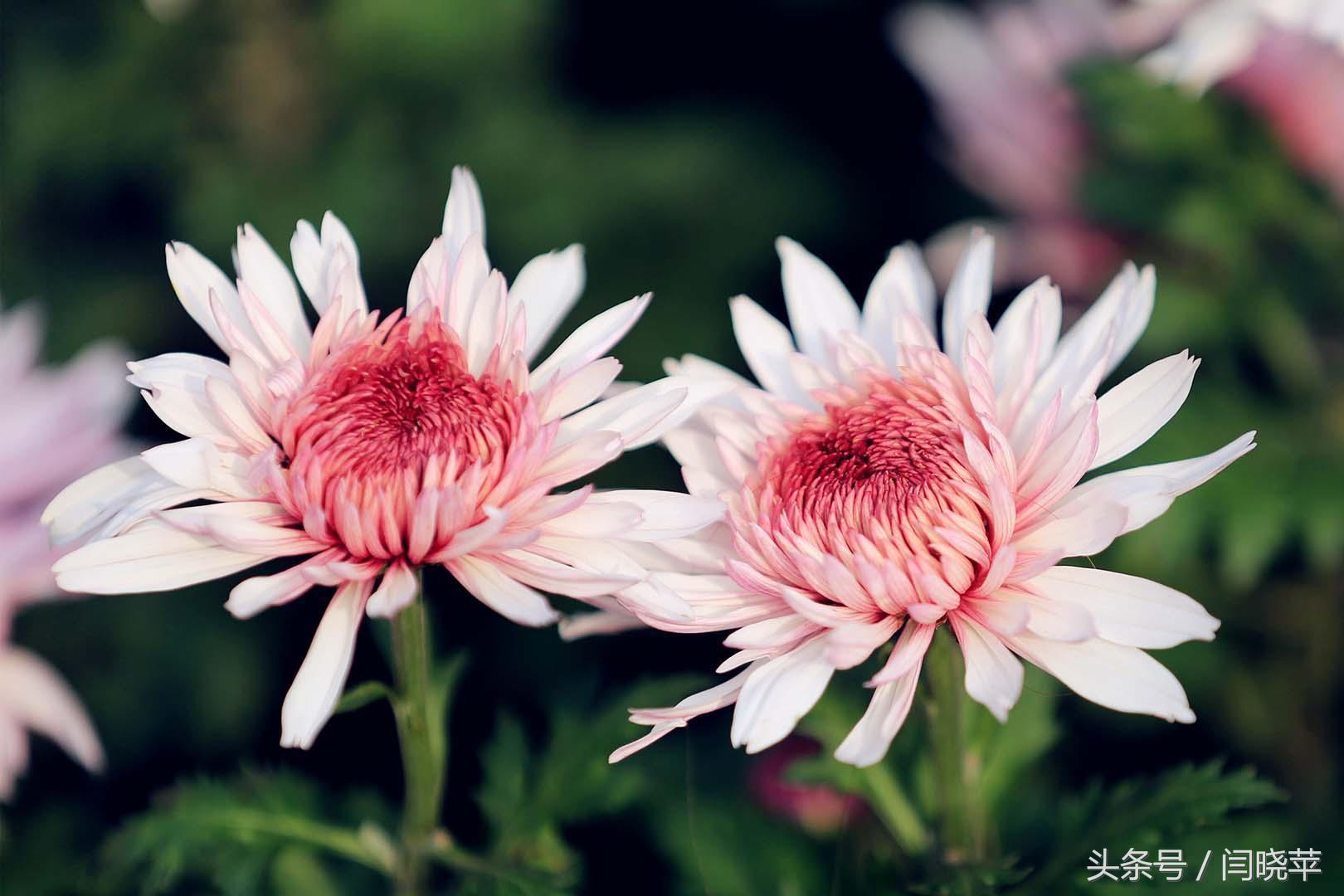 悠然菊影从何觅?南山菊姿下龙亭