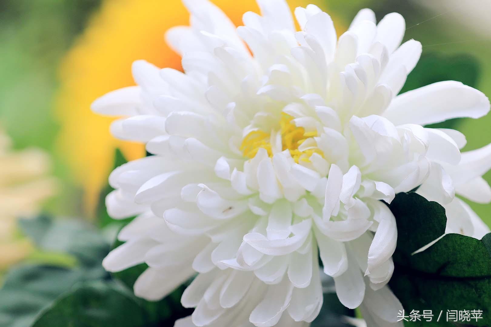 悠然菊影从何觅?南山菊姿下龙亭