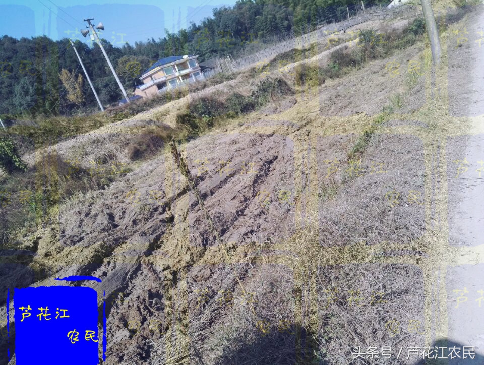 雷沃rg50超越版收割机,福田雷沃rg50超越版多少钱