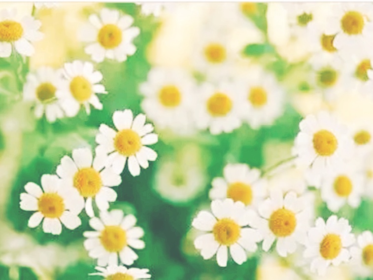 全球十大最美的国花,所有国家的国花大全