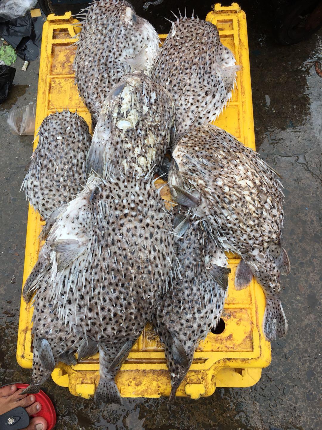 在马来西亚的沙巴码头,中国女生很受欢迎