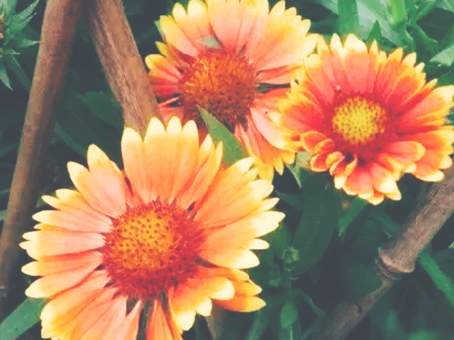 全球十大最美的国花,所有国家的国花大全