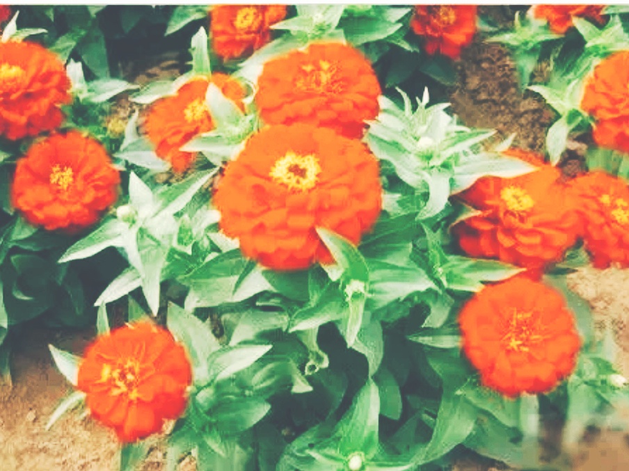 全球十大最美的国花,所有国家的国花大全