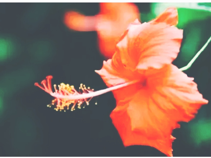 全球十大最美的国花,所有国家的国花大全