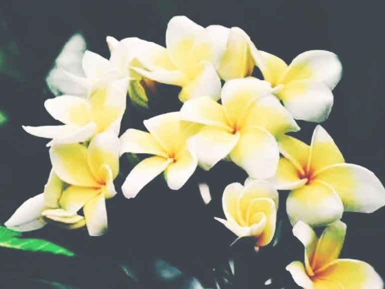 全球十大最美的国花,所有国家的国花大全