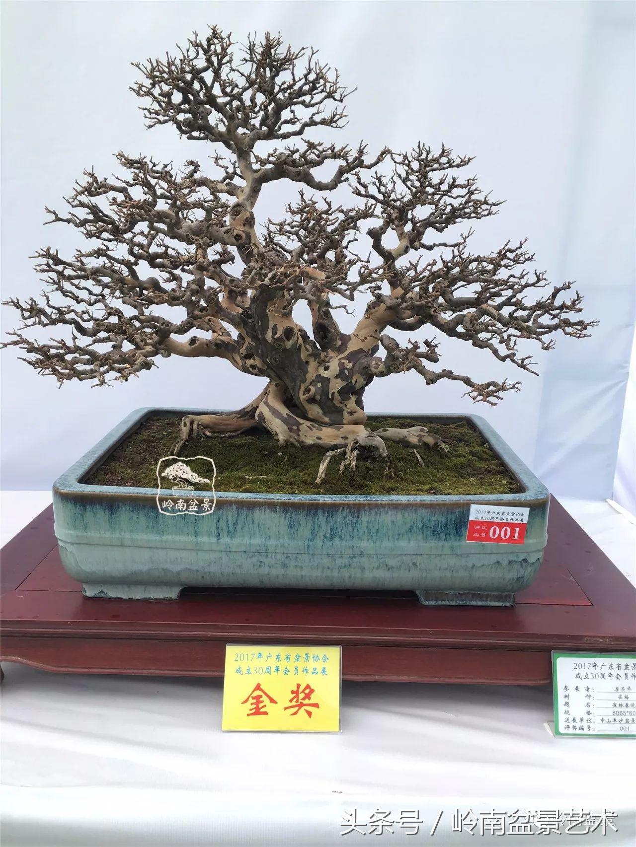 雀梅盆景价格在五千元至二万元的,经典中式庭院雀梅盆景100万以上