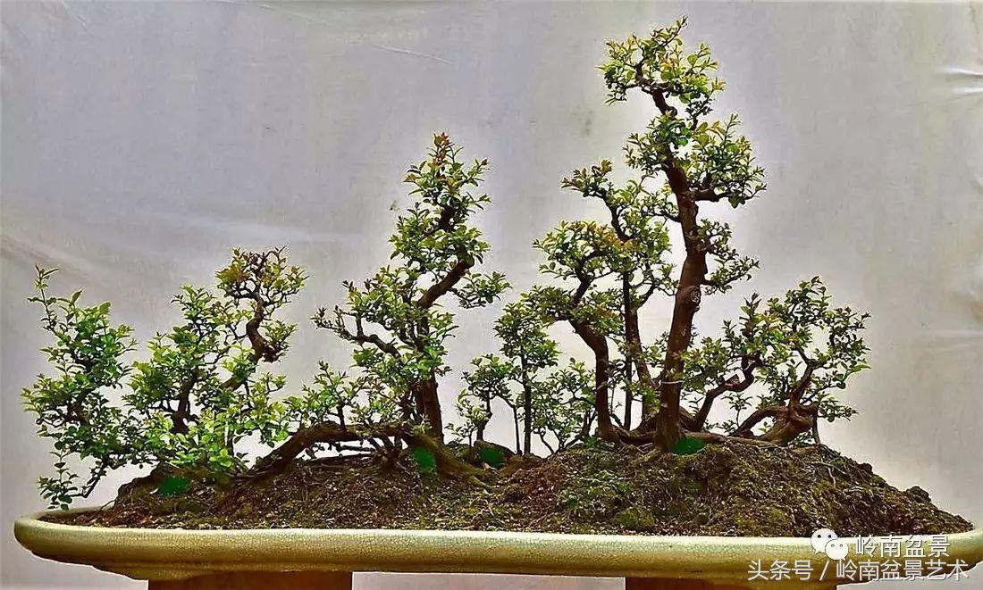 雀梅盆景价格在五千元至二万元的,经典中式庭院雀梅盆景100万以上