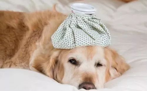 狗狗病症大全视频讲解,狗狗免疫系统疾病症状