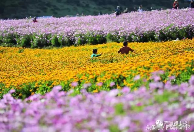 青海人采访,嘿青海歌曲