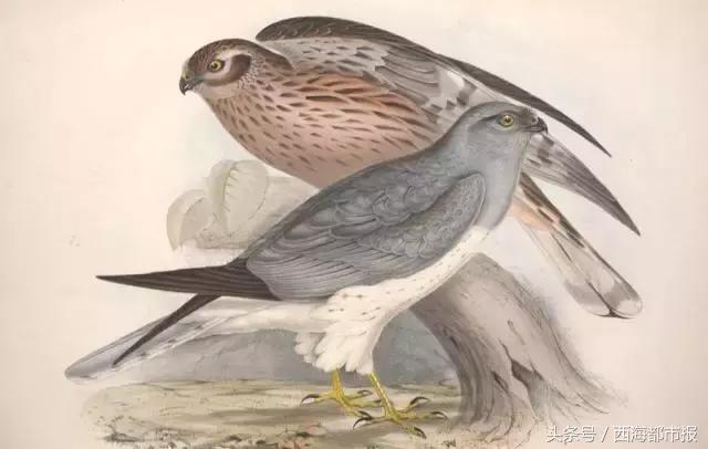 青海人采访,嘿青海歌曲