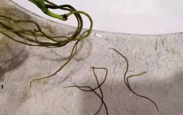 水培花根有点腐烂发臭怎么办,怎么让水培的花活得更久