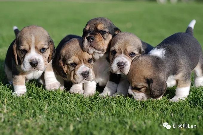 你知道自己适合养什么狗狗吗,建议养的10种小型犬比格犬