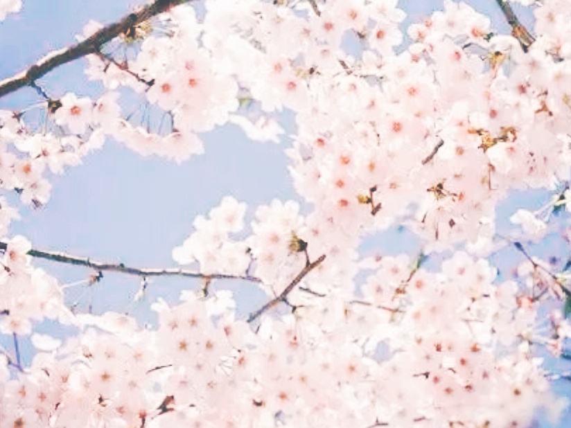 全球十大最美的国花,所有国家的国花大全