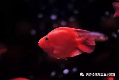 家里有绿植怎么养鹦鹉鱼,室内干净的鹦鹉鱼怎么养