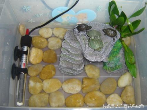 乌龟的种类及饲养方法,乌龟的饲养方法百科简介