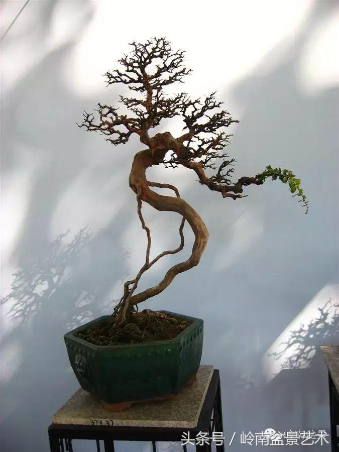 雀梅盆景价格在五千元至二万元的,经典中式庭院雀梅盆景100万以上