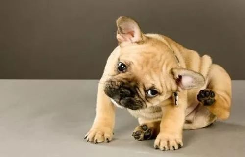 狗狗病症大全视频讲解,狗狗免疫系统疾病症状