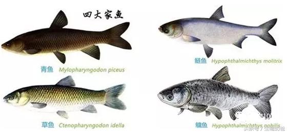 四大家鱼和鲫鱼鲤鱼的区别,四大家鱼为什么没有鲫鱼和鲤鱼