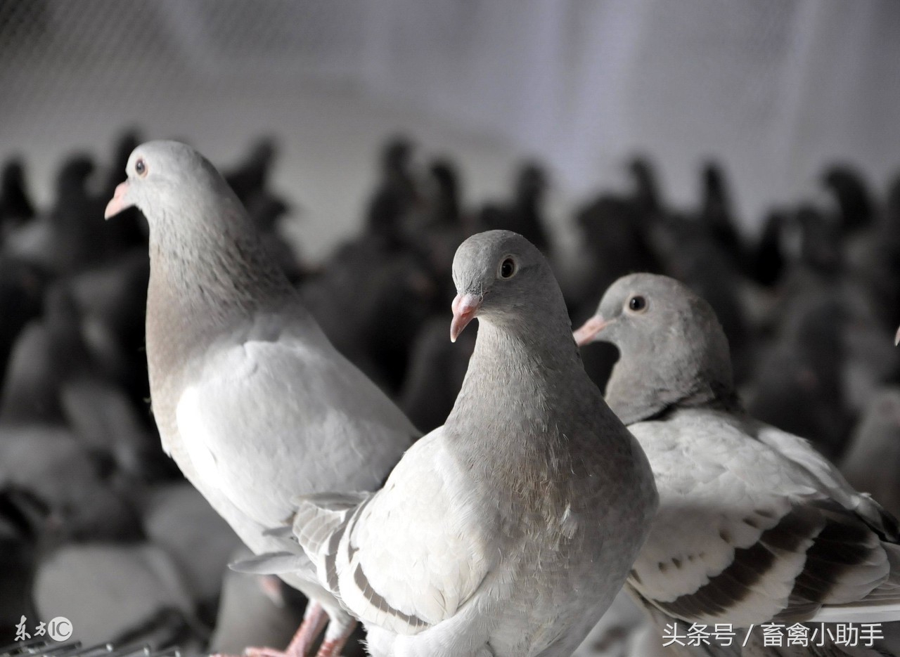 养100对白鸽需要多少资金,业余养50对肉鸽的效益